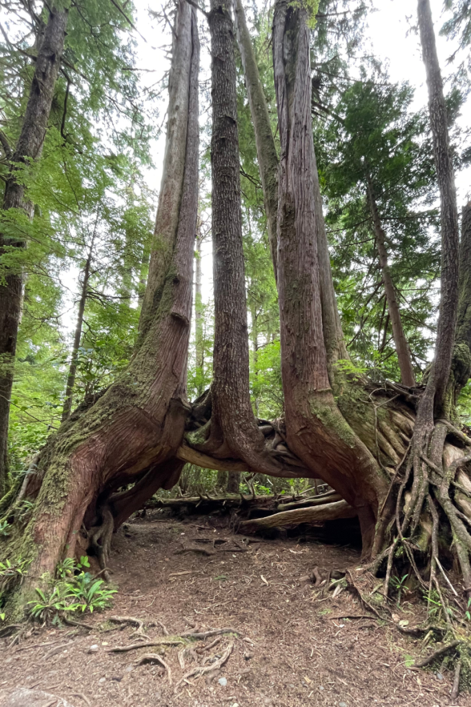 Intertwined tree roots along the San Joseph Bay Trail, symbolizing emotional support, connection, and personal growth.